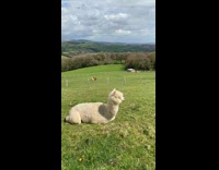 ClipsIG - Lady Calls White Llama then Rolls Over Grass