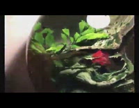 Red betta fish in large round fishbowl 