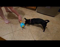Pet dog plays with the toy crab