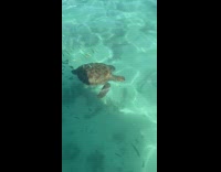 Turtle swim in the sea with fishes