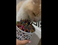 Cat rubbing face on colored pencil cup