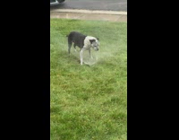 Black white dog bite water sprinkler grass
