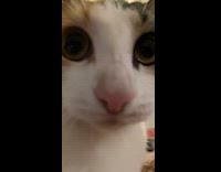 Orange cat wants bacon 