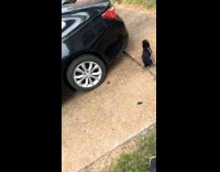 Man chase and bark at small dog