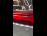 Skeleton of a small lizard on the taillight of the car