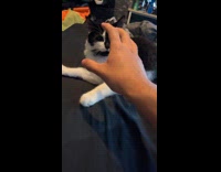 Cat bites hoomans hand 