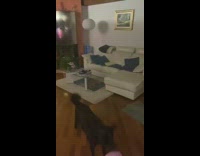 Black dog plays with pink ballon 