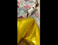 Cat walks away from gold foil balloon 