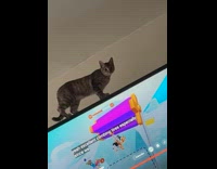 Cat walks on top of the television