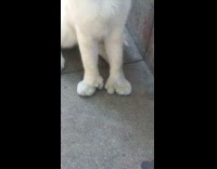 Pet white cat with an extra finger on both front paws
