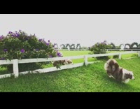 Three large dogs jumps over white fence in backyard