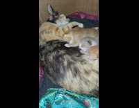 Mom cat nurses three newborn kittens 
