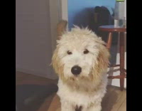 Dog smells hair dryer blower