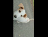 White puppy see phone reflection excited street