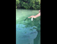 Large fish eats small fish from water