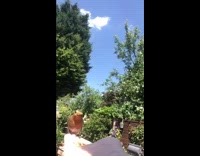 Brown bird eats food seeds from hand 