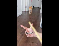 Collab Pets For All - Two dogs do harry potter theme commands 