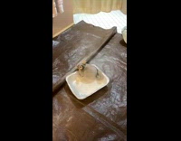 Small chinchilla cleans itself inside dust bath