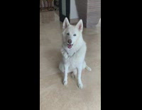 White Husky sits and waves hello at the camera to its owner