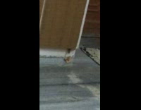 Mouse rat inside wood cabinet grabs wrapper 