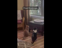 2 cats look at pizza guy through window 