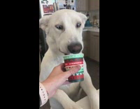 Girl gives dog puppuccino in green cup 