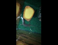 Lizard eats small mouse in tank 