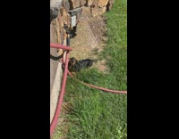Dog drinks from the water drops of the water hose