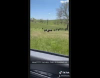 Girls blast moo sound cows chase car 