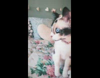 Black white brown cat blue eyes bedroom