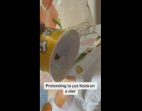 Girl gives husky dog diet portion kibble 