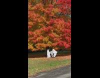 People plays and wear ghost costume at the park in NY 