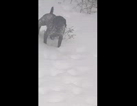 Pointer dog outside staring at window