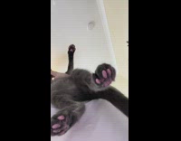 White cat paws on red wood table