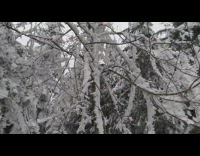 Snow and horizontal icicles on tree branches 
