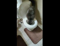 Fluffy cat caught drinking water from toilet