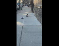 Cat steals trash bag rips it open 