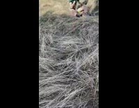 Biker Falls after Trying to Go Over Platform