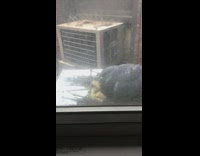 Fat pigeon sits nest yellow baby birds