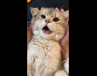 Woman squeezing cat like squeaky toy 