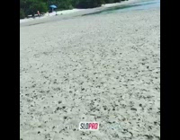 Black dog on beach catches green frisbee 