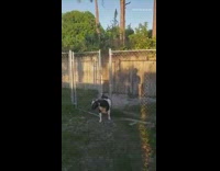 Goat stands and unlocks chain link fence 