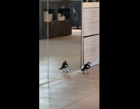 Bird tries to attack its own reflection