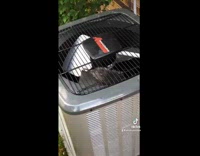 Collab Clips mpugc - Possum stuck inside of AC fan unit