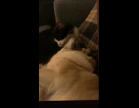 Cat grooming sleeping dog on couch