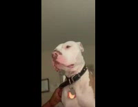 Brown white dog black collar shirtless guy