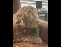 Dog shakes head while it chews celery 
