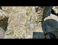 Stones grown and stuck on the roots of an upside down tree