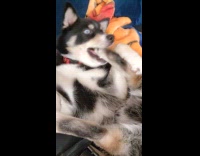 Dog in funny position bites own leg