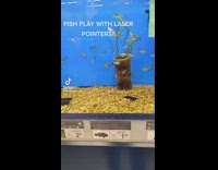 Man Points Laser Pointer at Aquarium with Fishes
